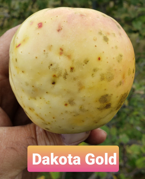 Dakota Gold Apple Tree