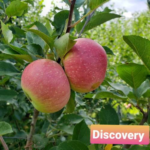 Discovery Apple Tree