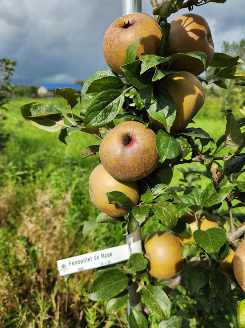Fenouillet de Rose Apple Tree