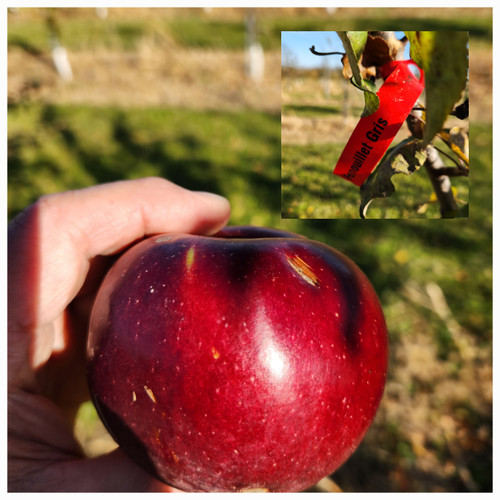 Fenouillet Gris Apple Tree