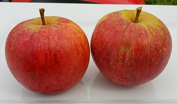 Apricot Apple Tree