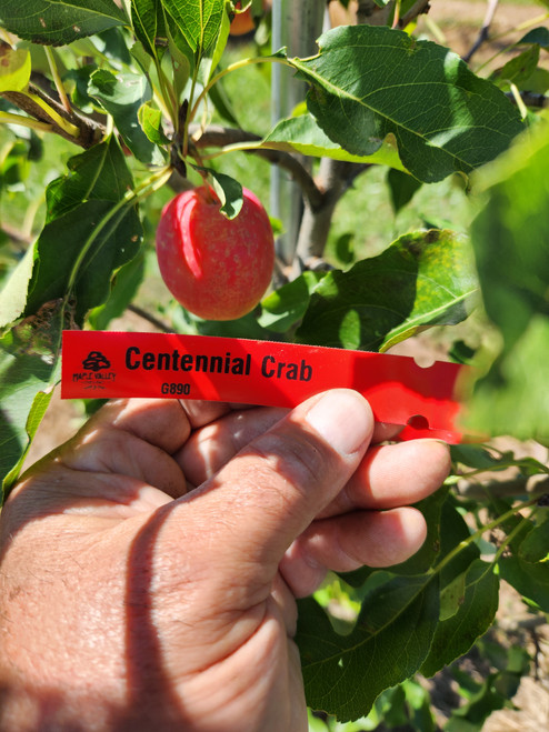 Centennial Crab Apple Tree