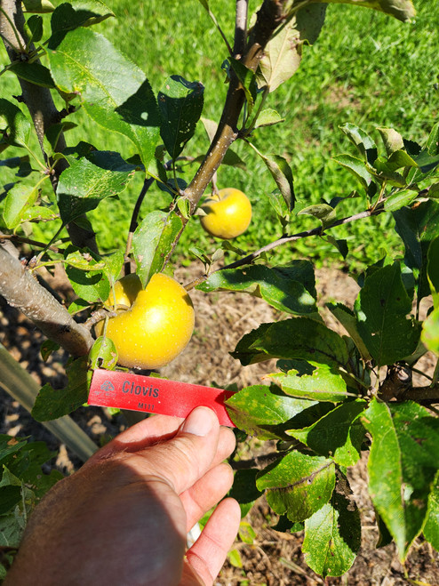 Clovis Apple Tree