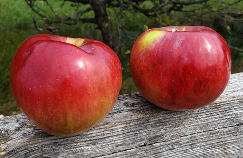 Cortland Apple Tree