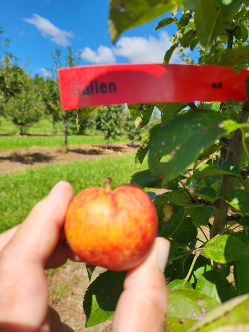Gallen Apple Tree