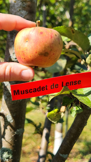 Muscadet de Lense Apple Tree