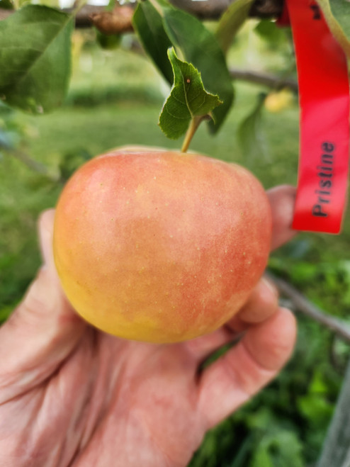 Pristine Apple Tree