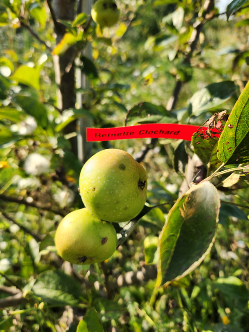Reinette Clochard Apple Tree