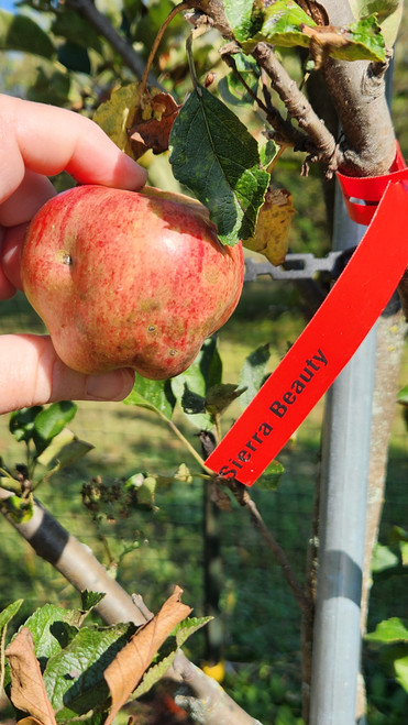 Sierra Beauty Apple Tree