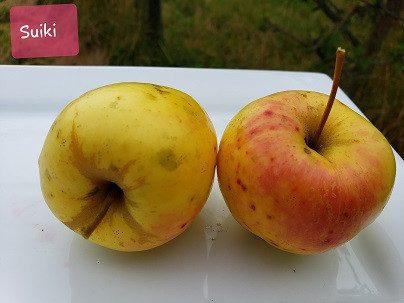 Suiki Apple Tree