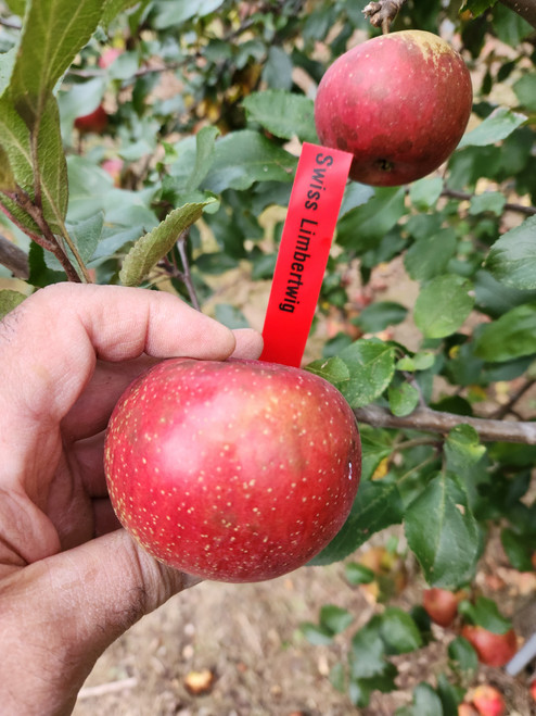 Swiss Limbertwig Apple Tree