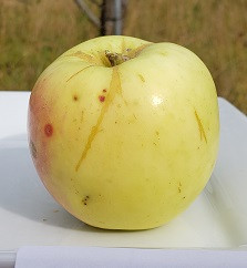Wodarz Apple Tree