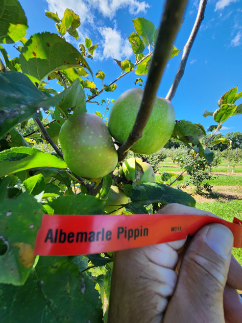 Albemarle Pippin Scionwood