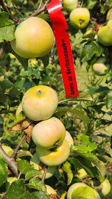 Amere de Berthencourt Scionwood