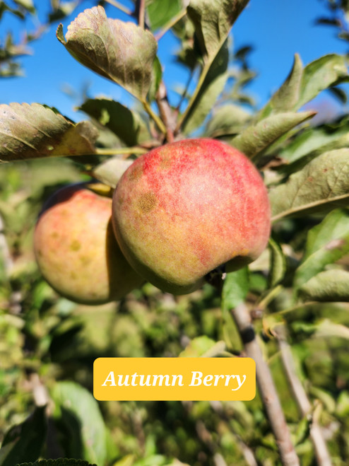 Autumn Berry Scionwood