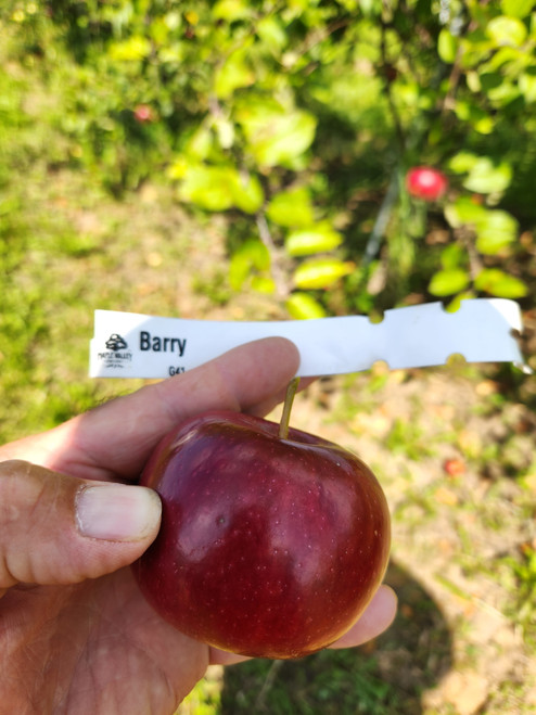 Barry Scionwood