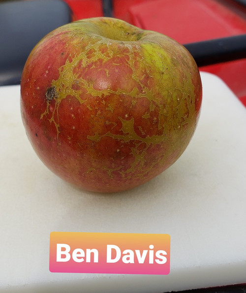 Ben Davis Scionwood