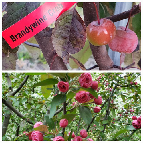 Brandywine Scionwood