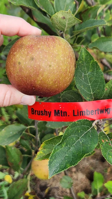Brushy Mtn Limbertwig Scionwood