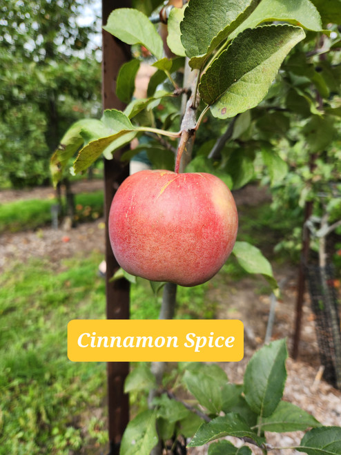Cinnamon Spice Scionwood