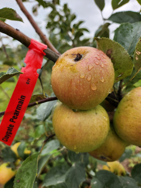 Claygate Pearmain Scionwood