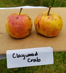 Claywood Crab Scionwood