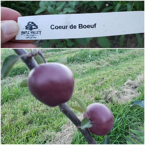 Coeur de Boeuf Scionwood