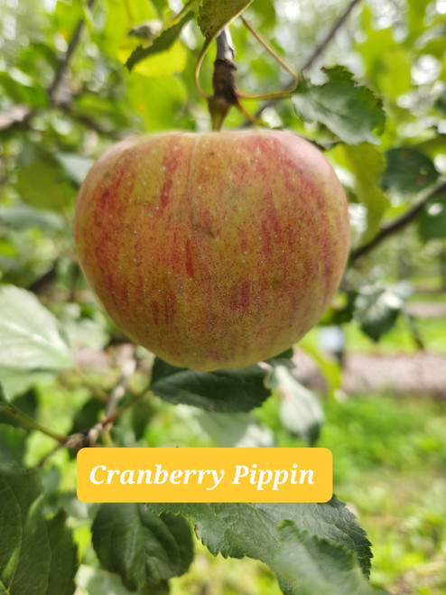 Cranberry Pippin Scionwood
