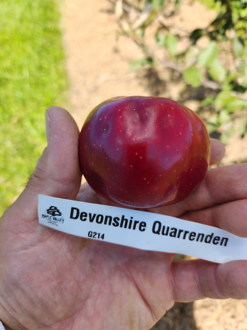 Devonshire Quarrenden Scionwood