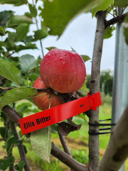 Ellis Bitter Scionwood