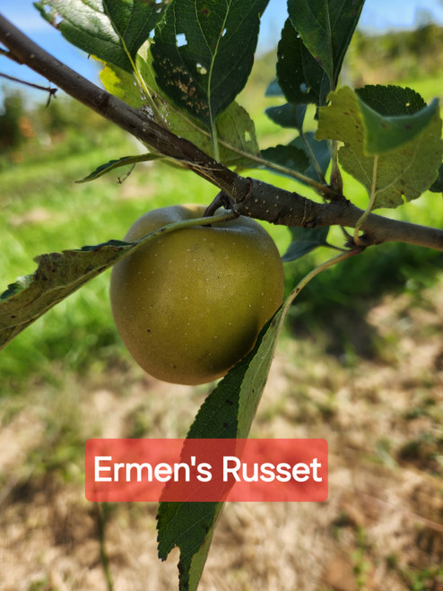 Ermen's Russet Scionwood