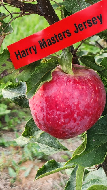 Harry Masters Jersey Scionwood