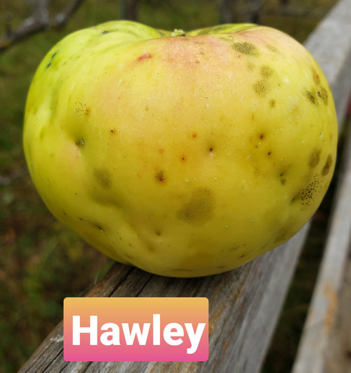 Hawley Scionwood