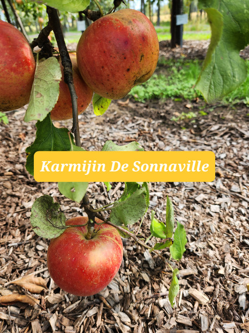 Karmijn de Sonnaville Scionwood