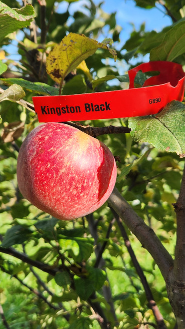 Kingston Black Scionwood
