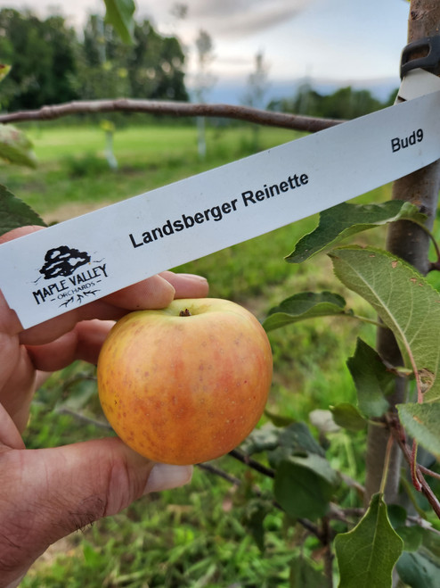 Landsberger Reinette Scionwood