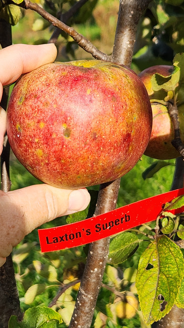 Laxton's Superb Scionwood