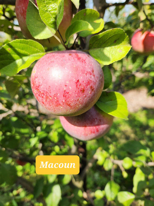 Macoun Scionwood