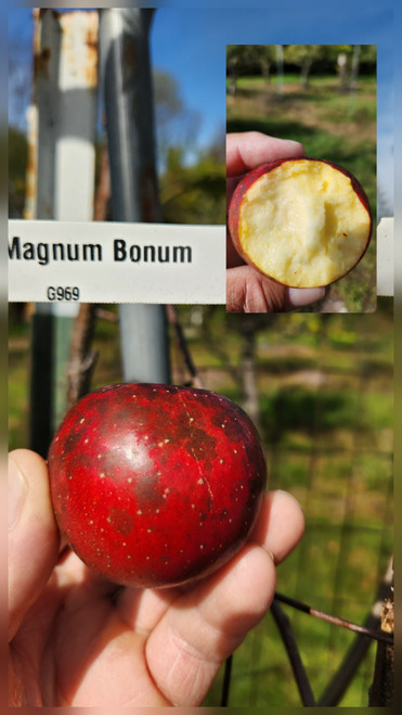 Magnum Bonum Scionwood