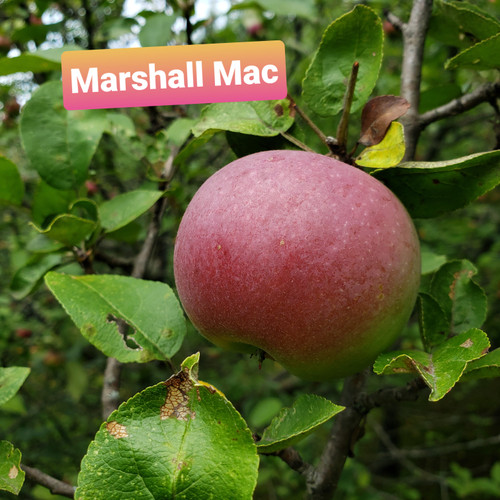 Marshall McIntosh Scionwood