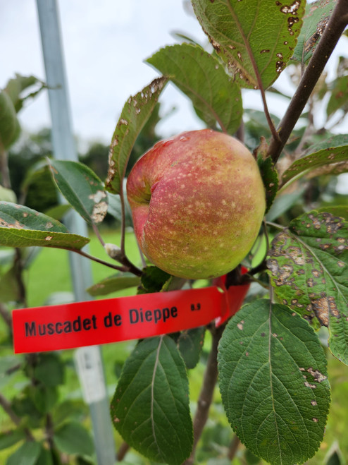 Muscadet de Dieppe Scionwood