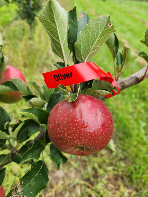 Oliver Scionwood