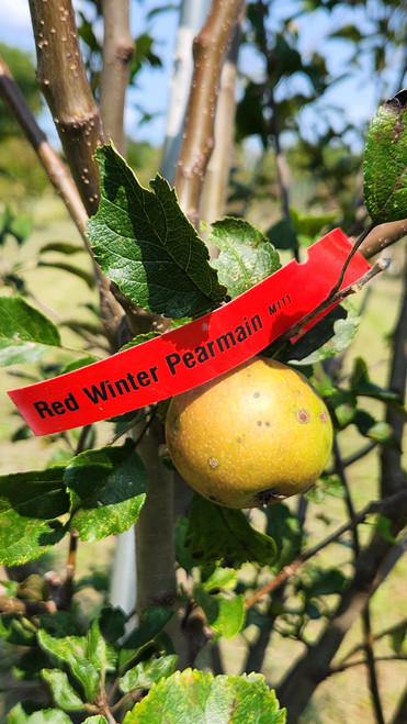Red Winter Pearmain Scionwood