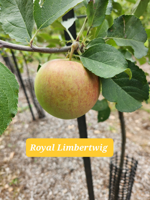 Royal Limbertwig Scionwood