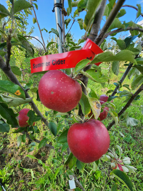 Summer Cider Scionwood