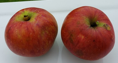 Washington Strawberry Scionwood