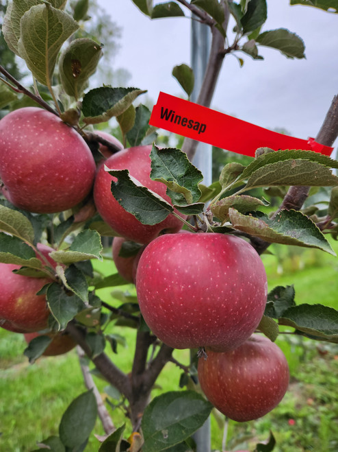 Winesap Scionwood