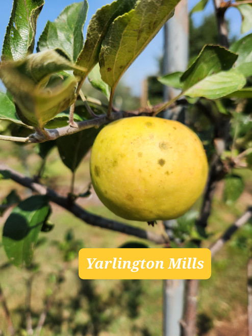 Yarlington Mill Scionwood