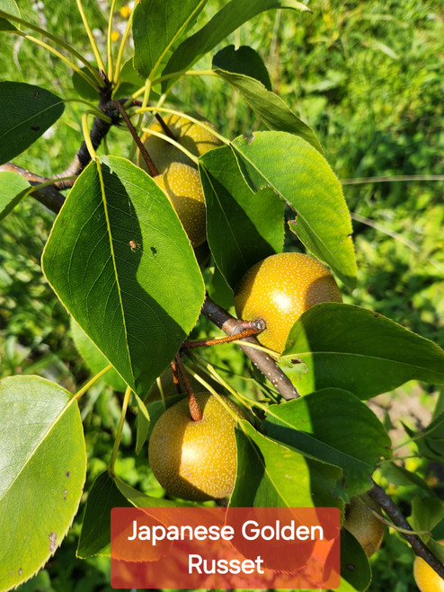 Japanese Golden Russet Scionwood