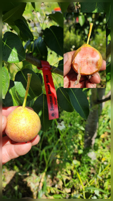 Summer Blood Birne Scionwood